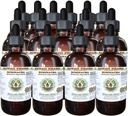 Echinacea Alcohol-Free Vedel Extract, Echinacea (Echinacea Angustifolia) Kuivatatud Juur Glycerite Hawaii Pharm Looduslik Taimne täiendus 15x4 oz
