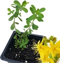 Orgaaniline Saint John's Wort Plant (Hypericum Perforatum) 2,5 tolline pott - naistepuna elus taim