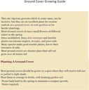 Creeping St Johns Wort/BRIGADOON/Hypericum Calyinum 4 tollises Pots’is (2)