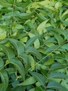 Värsked Neem Lehed, Azadirachta Indica, Margosa, Lõuna-Floridast. (3 OZ)