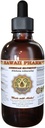 American Silvertop Liquid Extract, American Silvertop (Glehnia Littoralis) Juur Tinktuur Lisa 2 oz