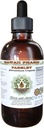 Petersell Alkoholivaba vedelik ekstrakt, petersell (Petroselinum Crispum) Juur Glycerite looduslik taimsete täiendada, Hawaii Pharm, USA 2 fl.oz