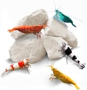 SunGrow Shrimp Rocks, Kaltsium, Magneesium Rocks for Crayfish, Ermit Crab, teod, Crustacean Care, Aquarium Decor Crystal Red, Amano ja Ghost Shrimps, Nano Tank tarvikud, Kala Tankivarud
